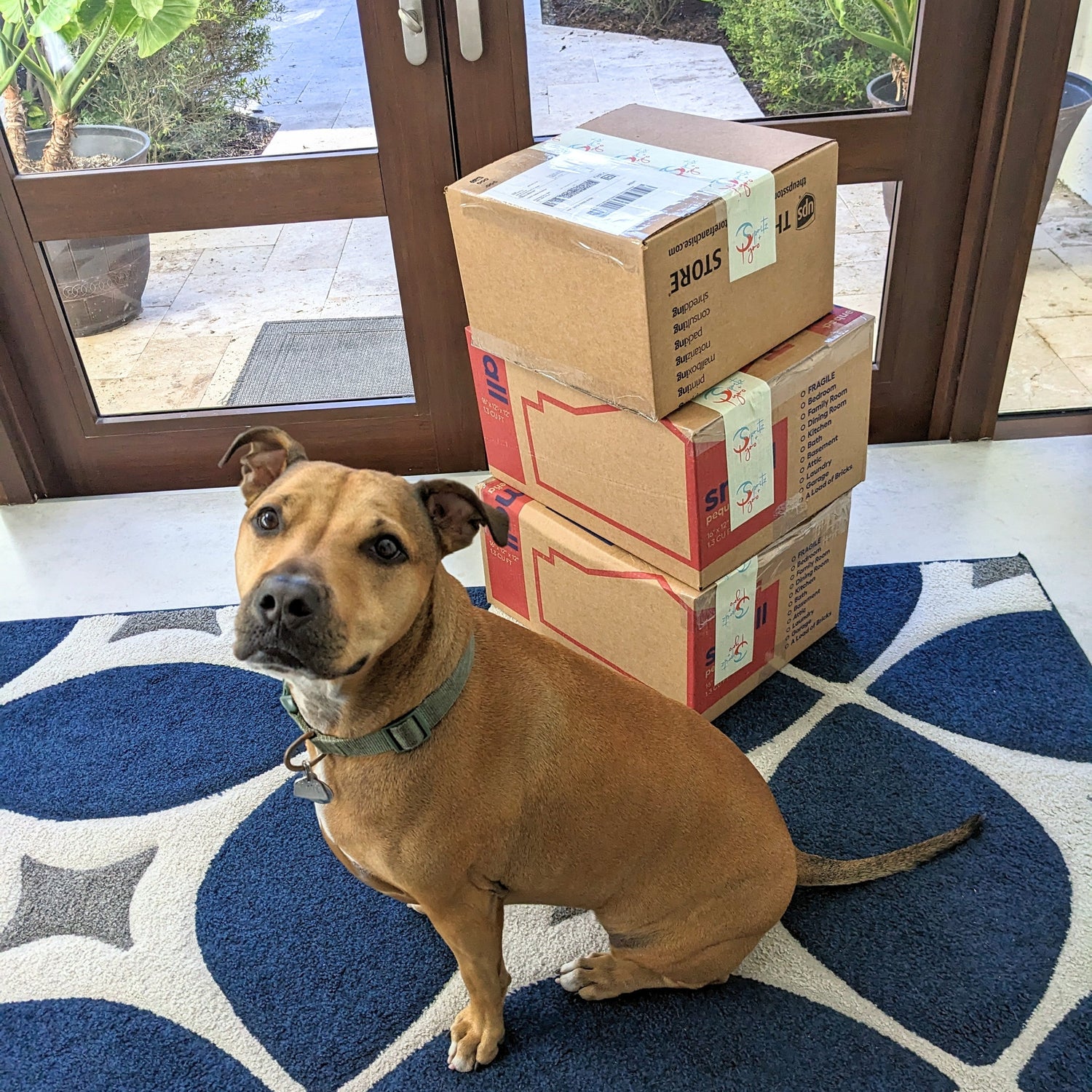 Dog sitting on a patterned floor with stacked boxes in front of a glass door.
