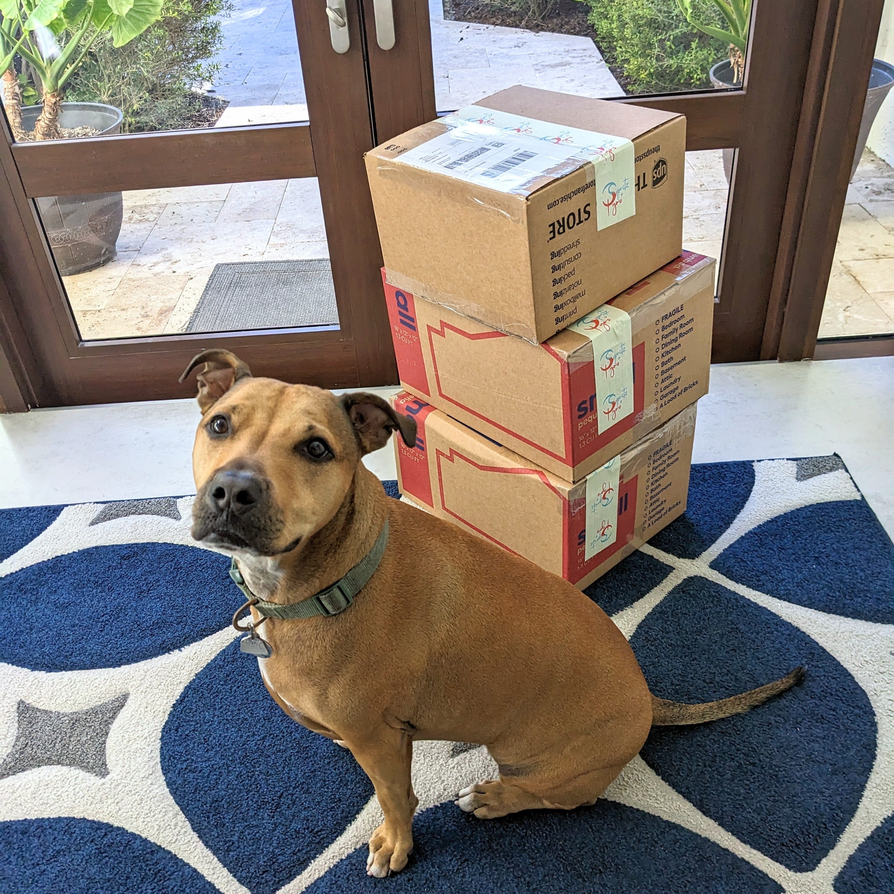 Dog sitting on a patterned floor with stacked boxes in front of a glass door.